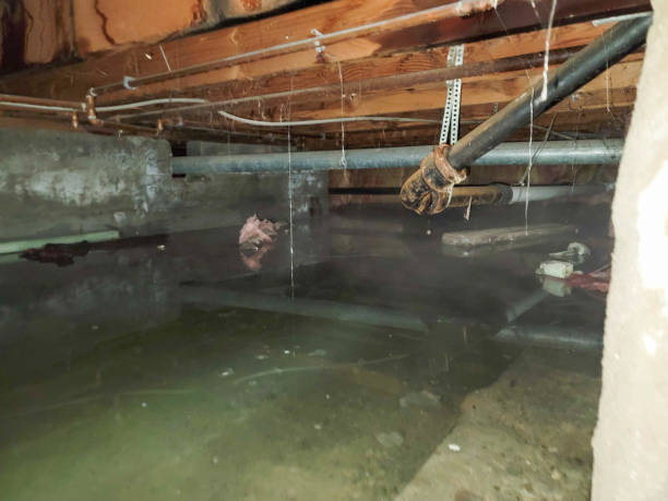 Best Basement water damage restoration  in Wamac, IN