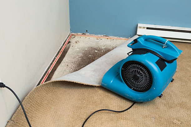 Best Water damage contractors near me  in Wamac, IN